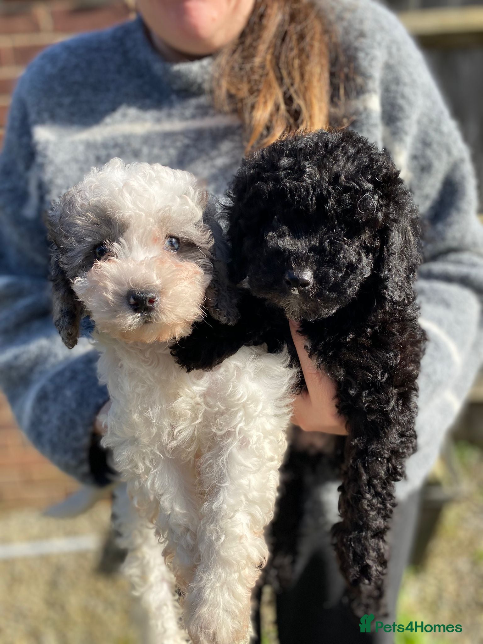 Cavapoo dogs Beautiful cavapoo puppies ready now - Advert 12