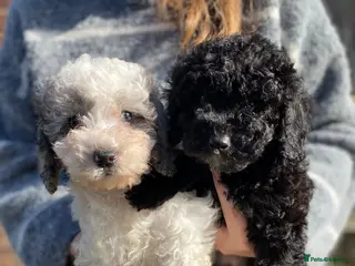 Cavapoo dogs Beautiful cavapoo puppies ready now - Advert 12