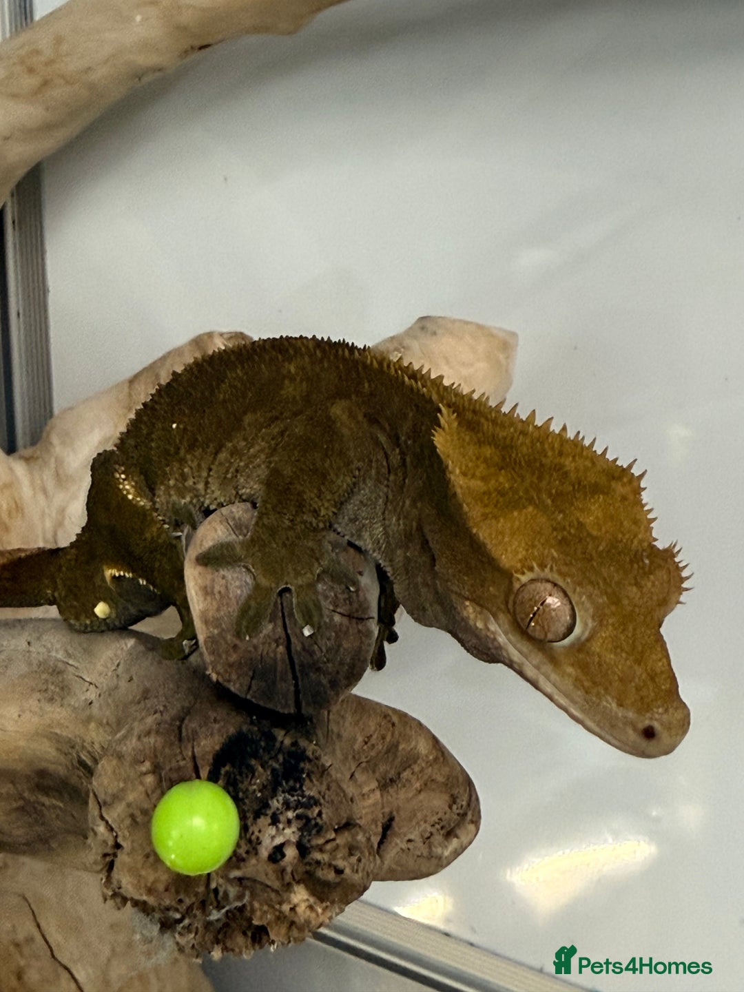 Gecko reptiles for sale: Variety of crested geckos for sale  - Advert 9