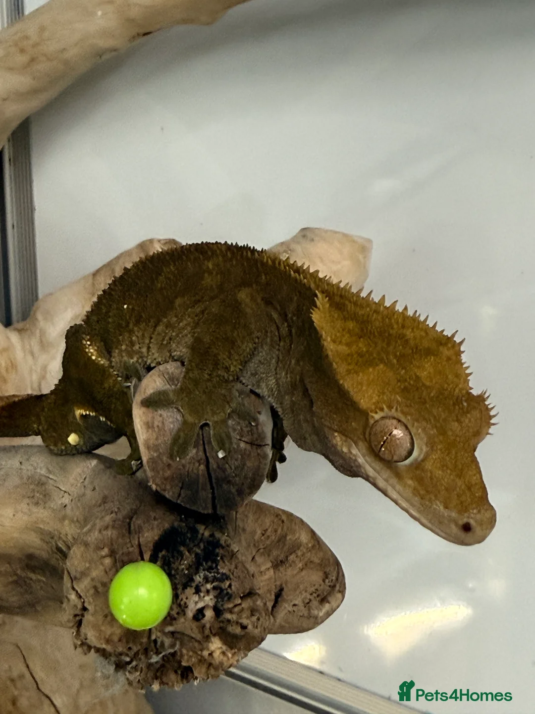 Gecko reptiles for sale: Variety of crested geckos for sale  - Advert 9