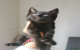 Bombay cats for sale: 6 beautiful Bombay kittens  - Image 15