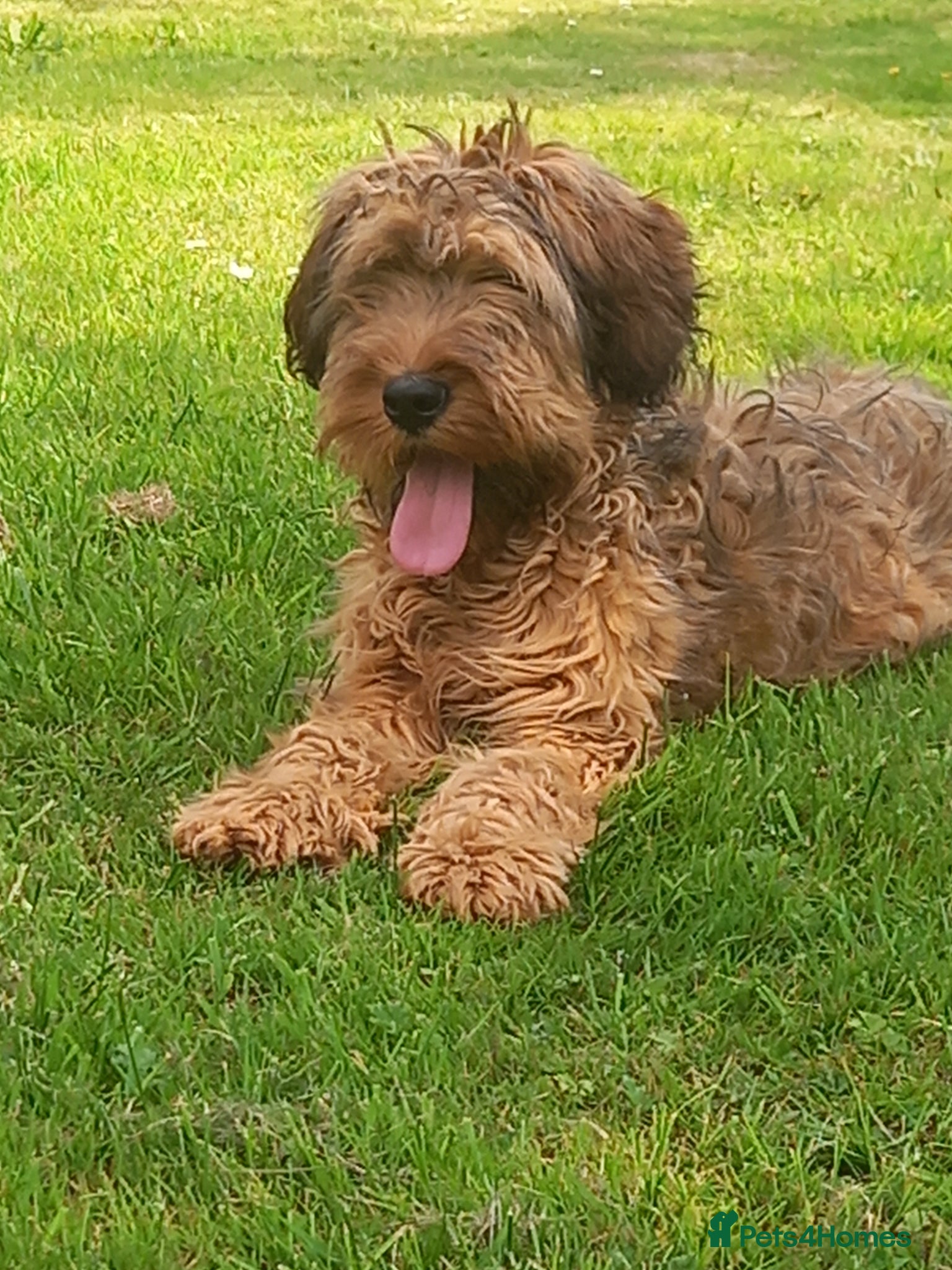 Briard dogs Top class puppies - Advert 13