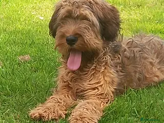Briard dogs Top class puppies - Advert 13