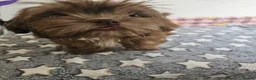 Shih Tzu dogs for sale: Chocolate/ Liver Shih Tzu Puppies - Advert 9