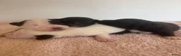 Patterjack dogs for sale: Patterjack puppies - Advert 2