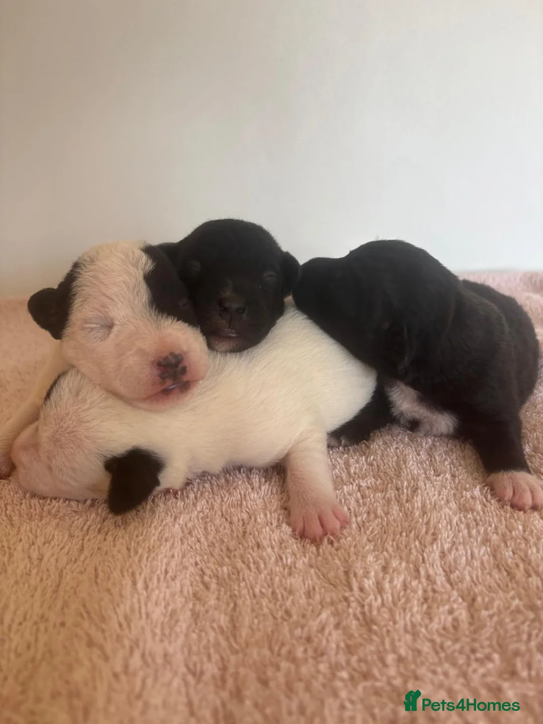 Patterjack dogs for sale: Patterjack puppies - Advert 2