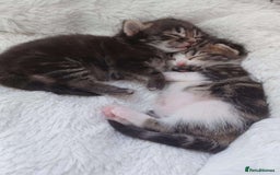 American Curl cats for sale: American x  - Image 3