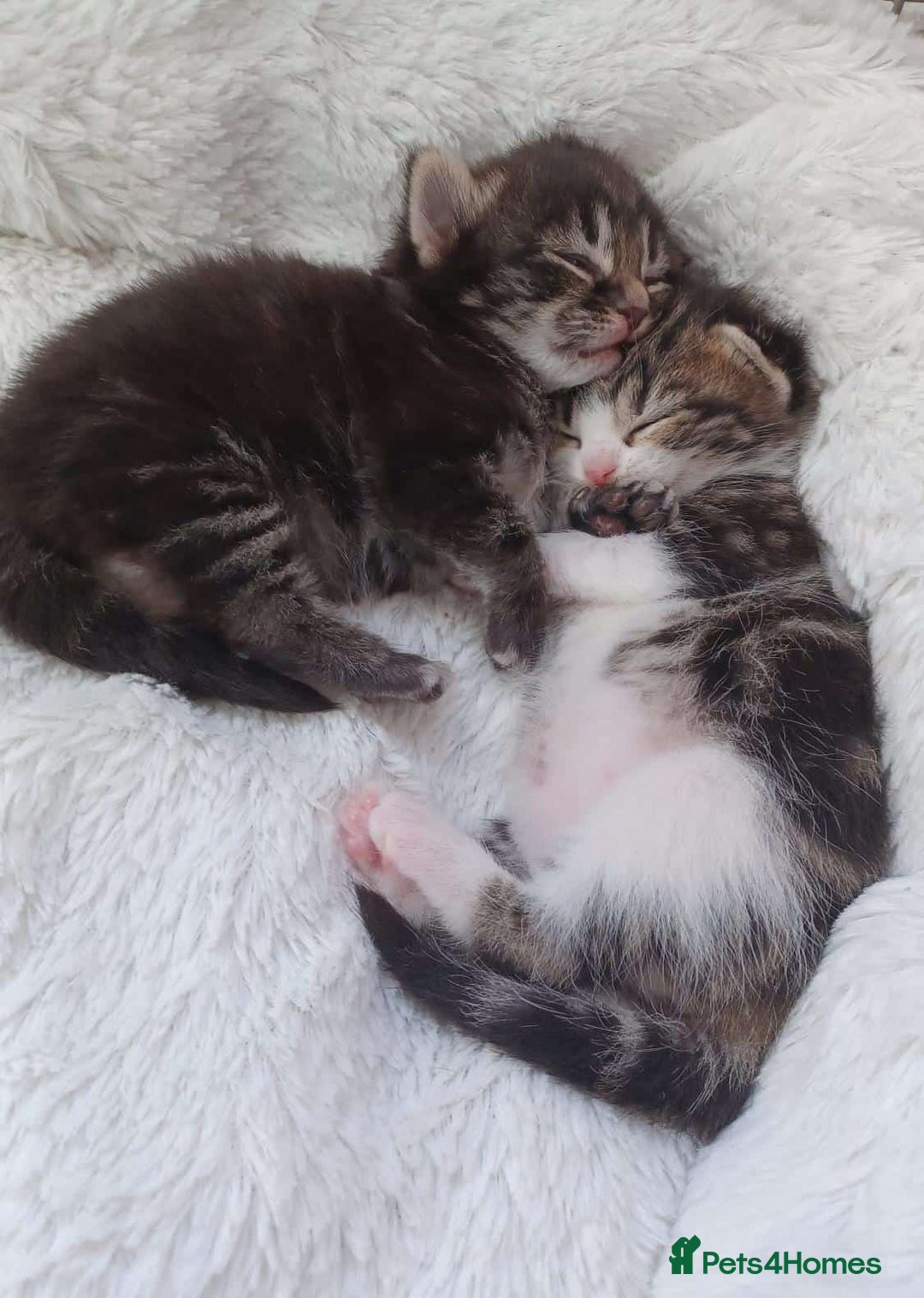 American Curl cats for sale: American x  - Image 3