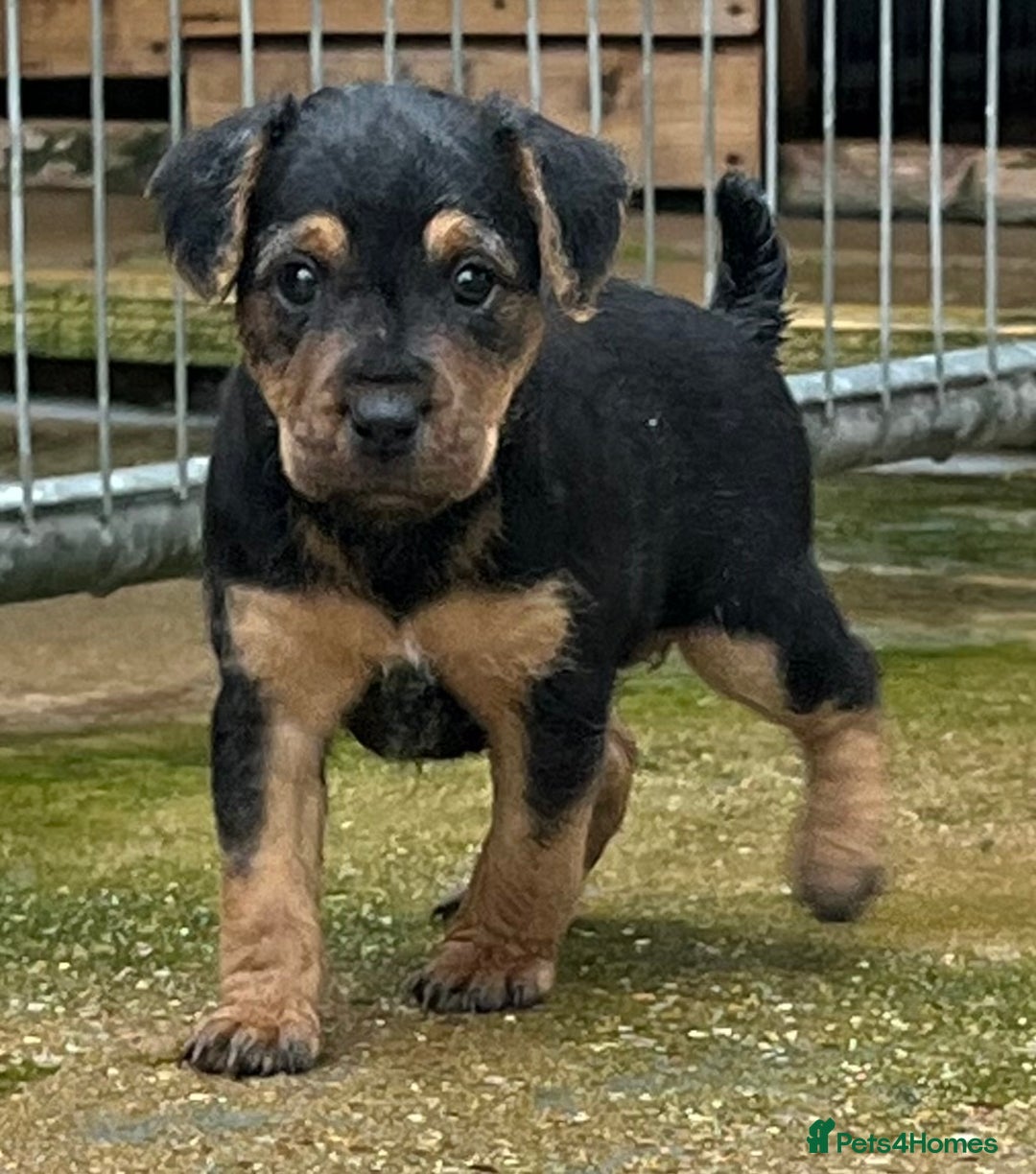Mixed Breed dogs for sale: Lakeland x Russell puppies - Image 7