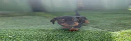 Miniature Dachshund dogs for sale: Mini dachshund boy in Coventry - Advert 6