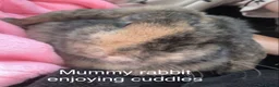 Mini Lop rabbits for sale: Baby Mini Lop Bunnies  - Advert 11