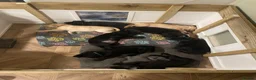 Labrador Retriever dogs for sale: Black working Labrador puppies in Leicester - Advert 4