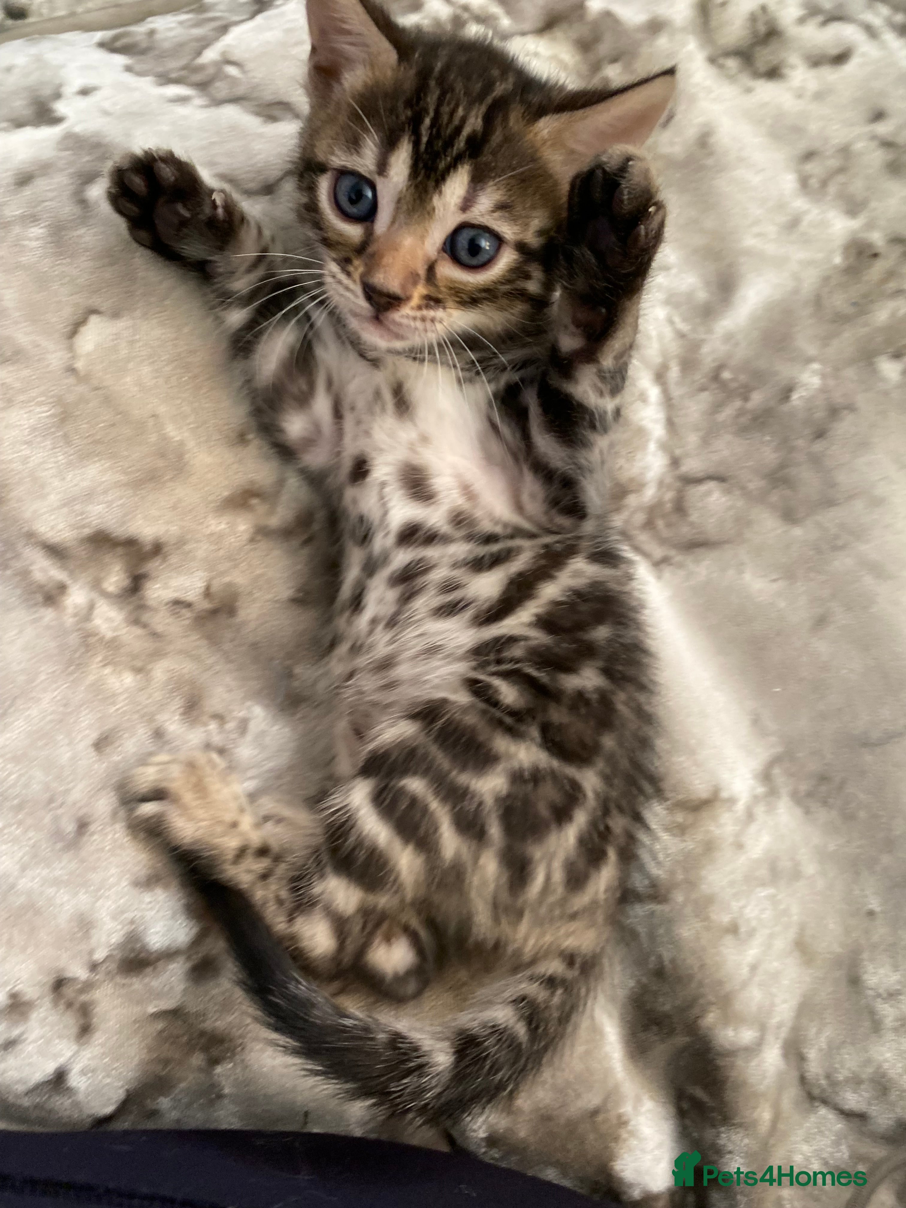 Bengal cats Silver and Brown Pedigree Bengal Kittens For Sale  - Advert 1
