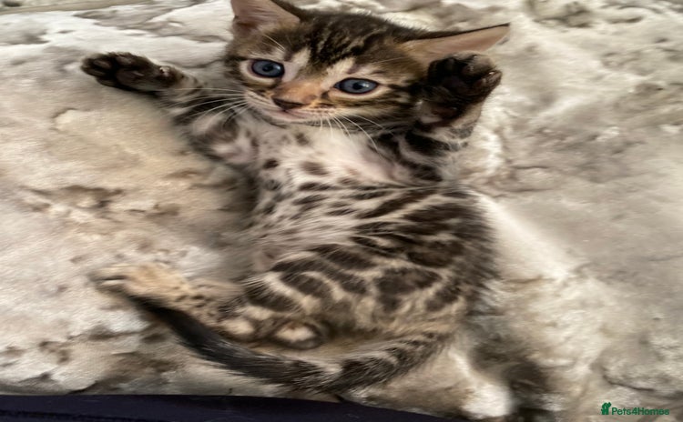 Bengal cats - Advert 2
