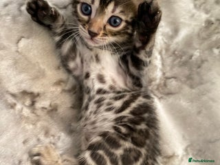 Bengal cats Silver and Brown Pedigree Bengal Kittens For Sale - Advert 2