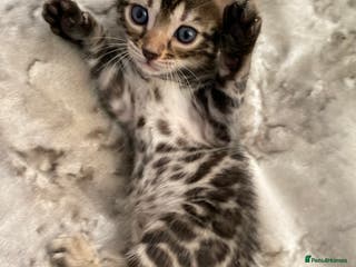 Bengal cats Silver and Brown Pedigree Bengal Kittens For Sale - Advert 2