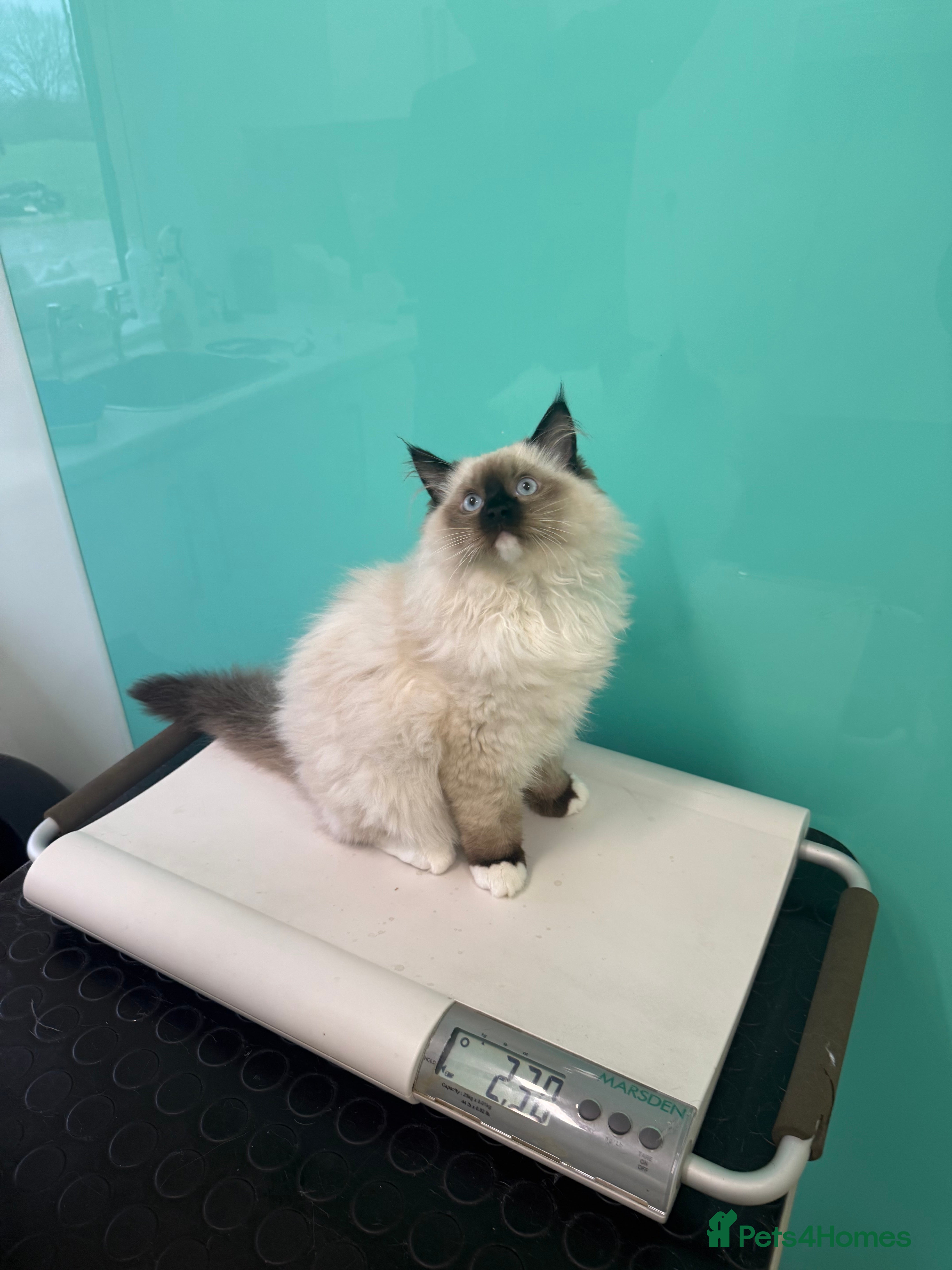 Ragdoll cats READY NOW fluffy dark male - Advert 13