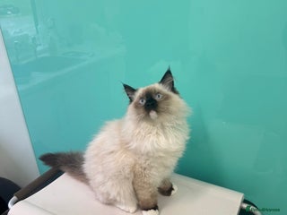 Ragdoll cats READY NOW fluffy dark male - Advert 13