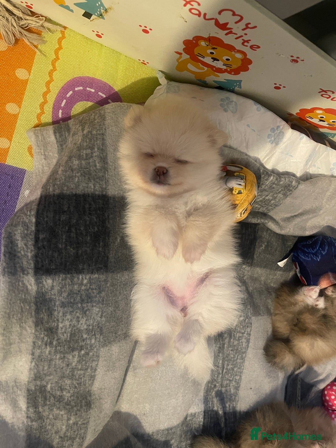 Pomeranian dogs for sale: Beautiful Pomerian Boy  - Image 9