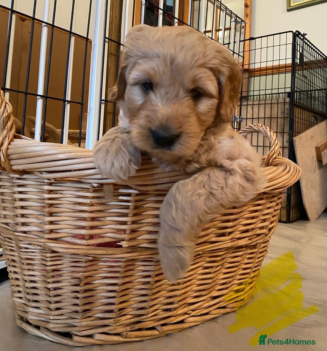 Goldendoodle dogs for sale: Golden doodle puppies ready 12th September  - Image 4