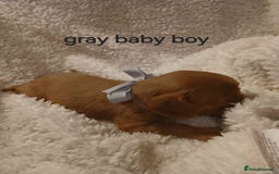 Cavalier King Charles Spaniel dogs for sale: Health tested Cavalier King Charles  - Image 22