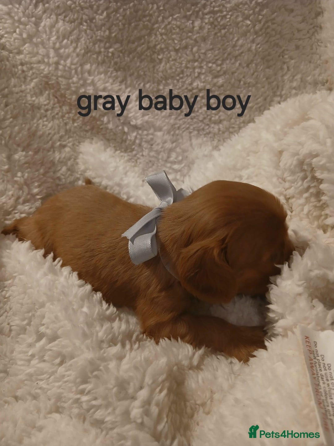 Cavalier King Charles Spaniel dogs for sale: Health tested Cavalier King Charles  - Image 22