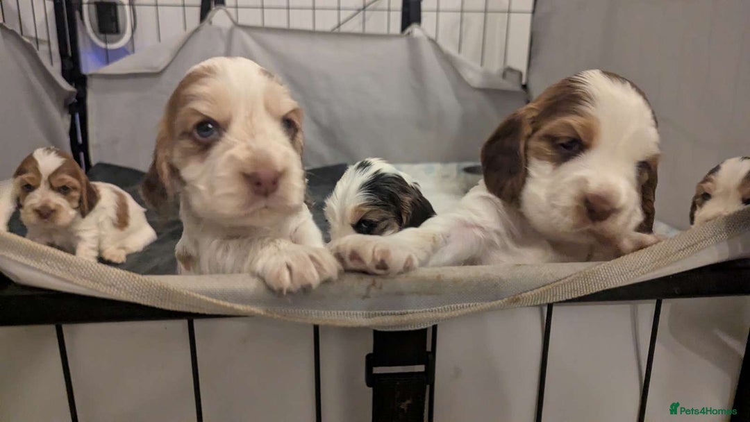 Cocker Spaniel dogs for sale: Show Type cocker spaniel puppies for sale - Image 5