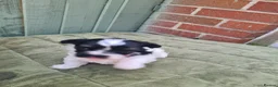 Shihpoo dogs for sale: Shihpoo puppys - Advert 5
