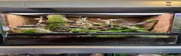 Mixed Breed reptiles for sale: Multiple reptiles for rehome in Solihull - Advert 15