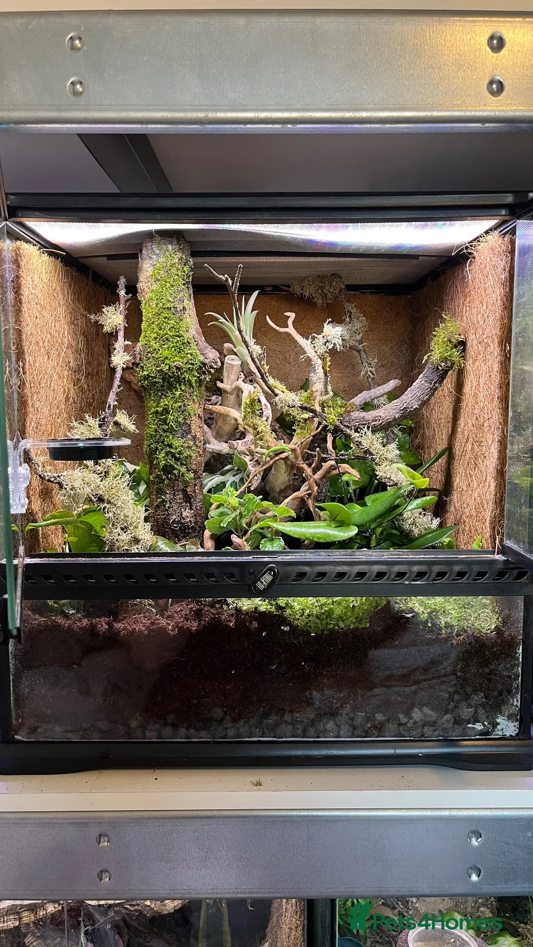Mixed Breed reptiles for sale: Multiple reptiles for rehome - Advert 17