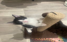 Ragdoll cats for sale: 3 Male Kittens Ragdoll X Turkish Angora  - Image 31