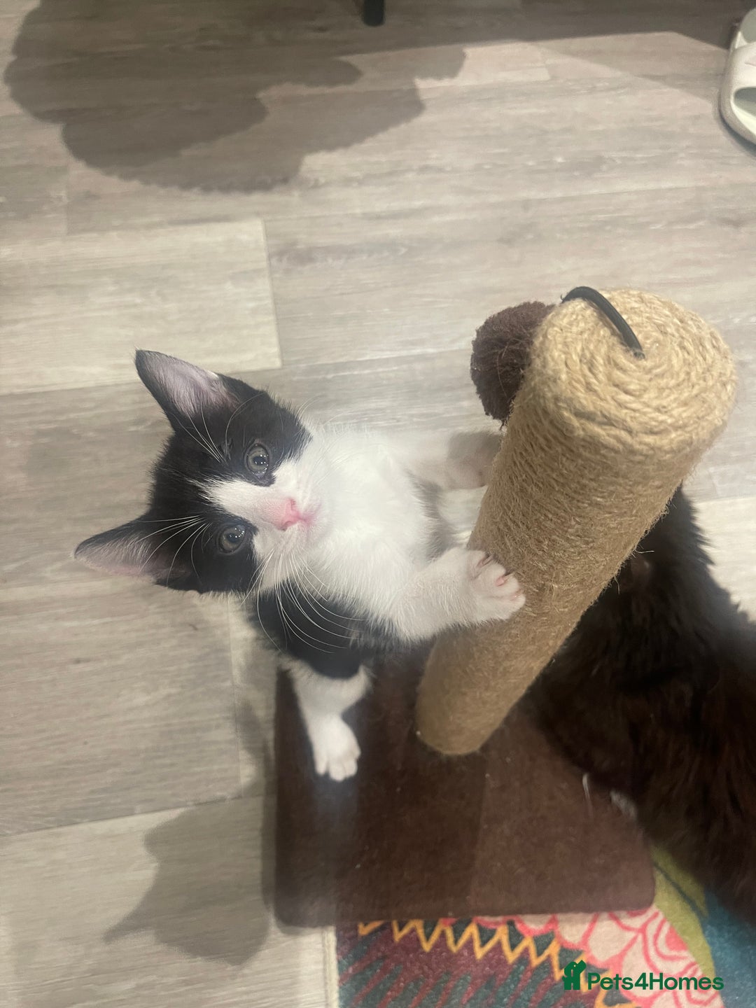 Ragdoll cats for sale: 3 Male Kittens Ragdoll X Turkish Angora  - Image 31