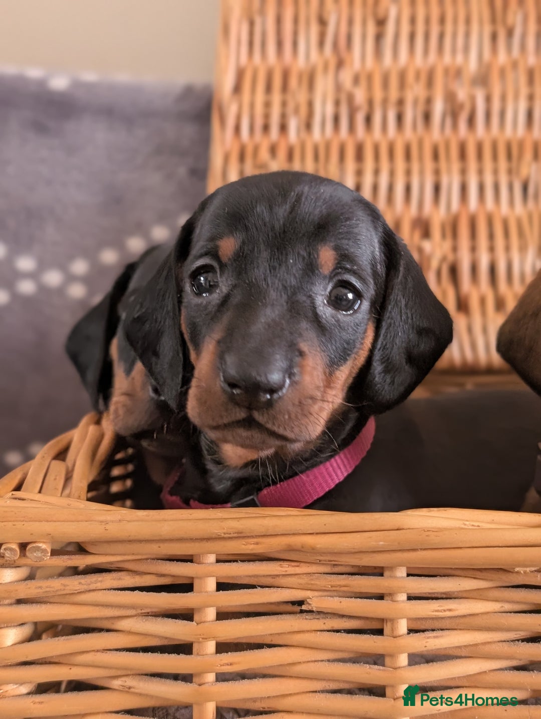 Dachshund dogs for sale: Quality Dachshund Standard Smooth Hair  - Advert 4
