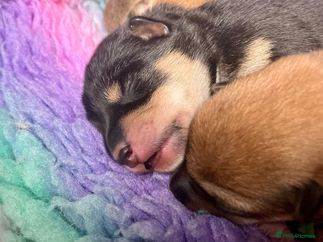 Japanese Shiba Inu dogs for sale: Outstanding Shiba Inu Puppies - Image 5