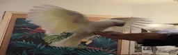Cockatoo birds for sale: Triton Cockatoo - Beautiful Tame Trained & Social  in Stroud - Advert 18