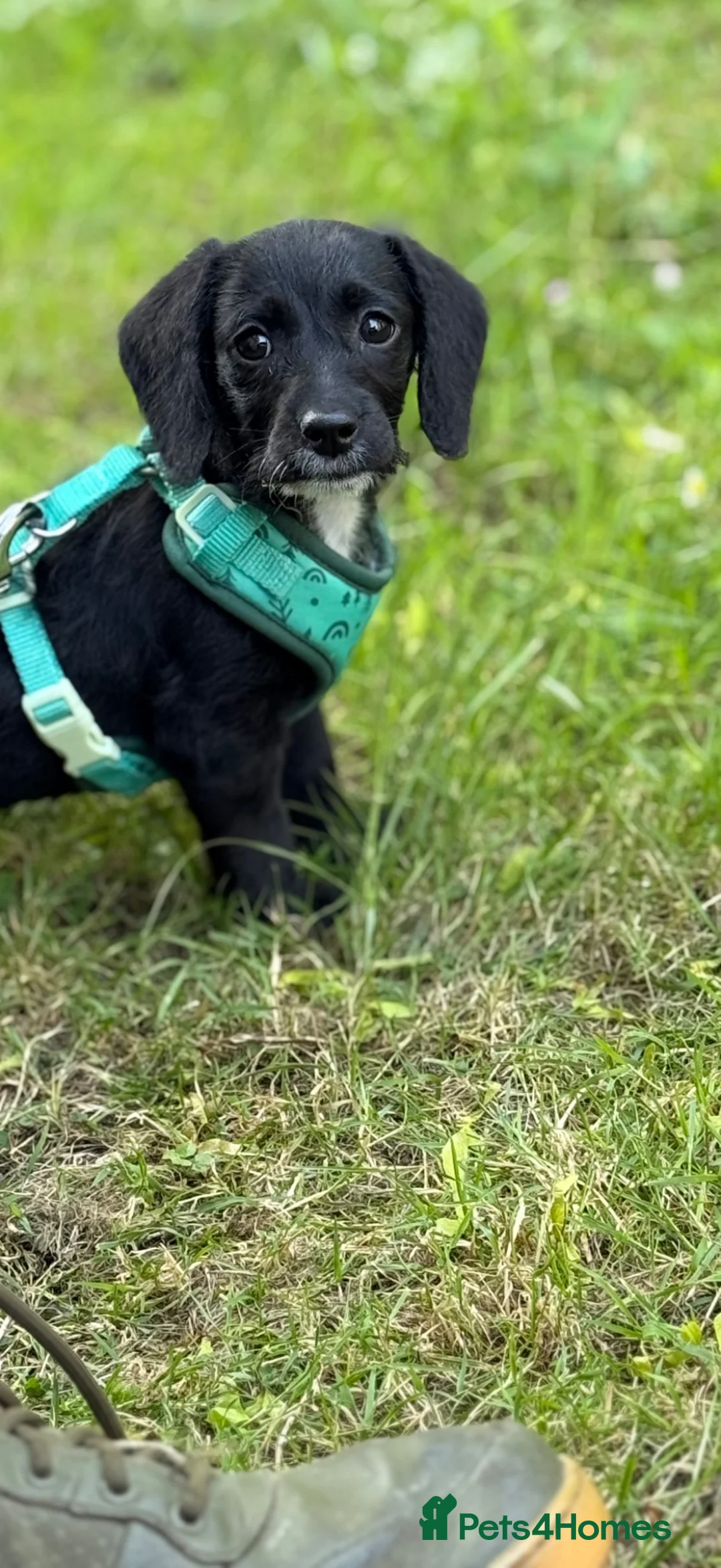 Doxiepoo dogs for sale: Doxiepoo puppy - Advert 5