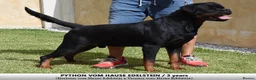 Rottweiler dogs for sale: ⭐️ Outstanding Rottweiler Puppies ⭐️ - Advert 23