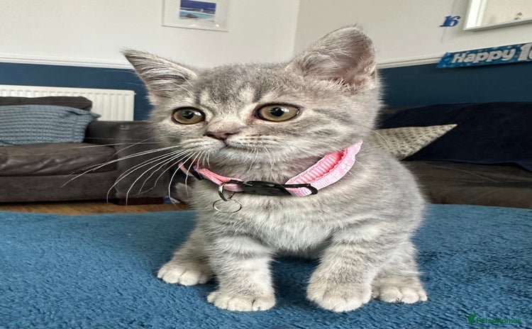 British Shorthair cats - Advert 3
