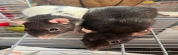 Rat rodents for sale: 3 female fancy rats for sale with cage ect. - Advert 2