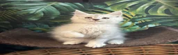 Maine Coon cats for sale: Tica registered polydactyl Maine coons  - Advert 14