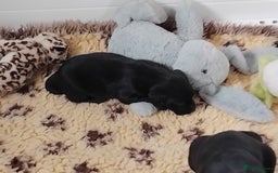 Labrador Retriever dogs for sale: Quality Labrador pups, KC, health tested parents - Image 4
