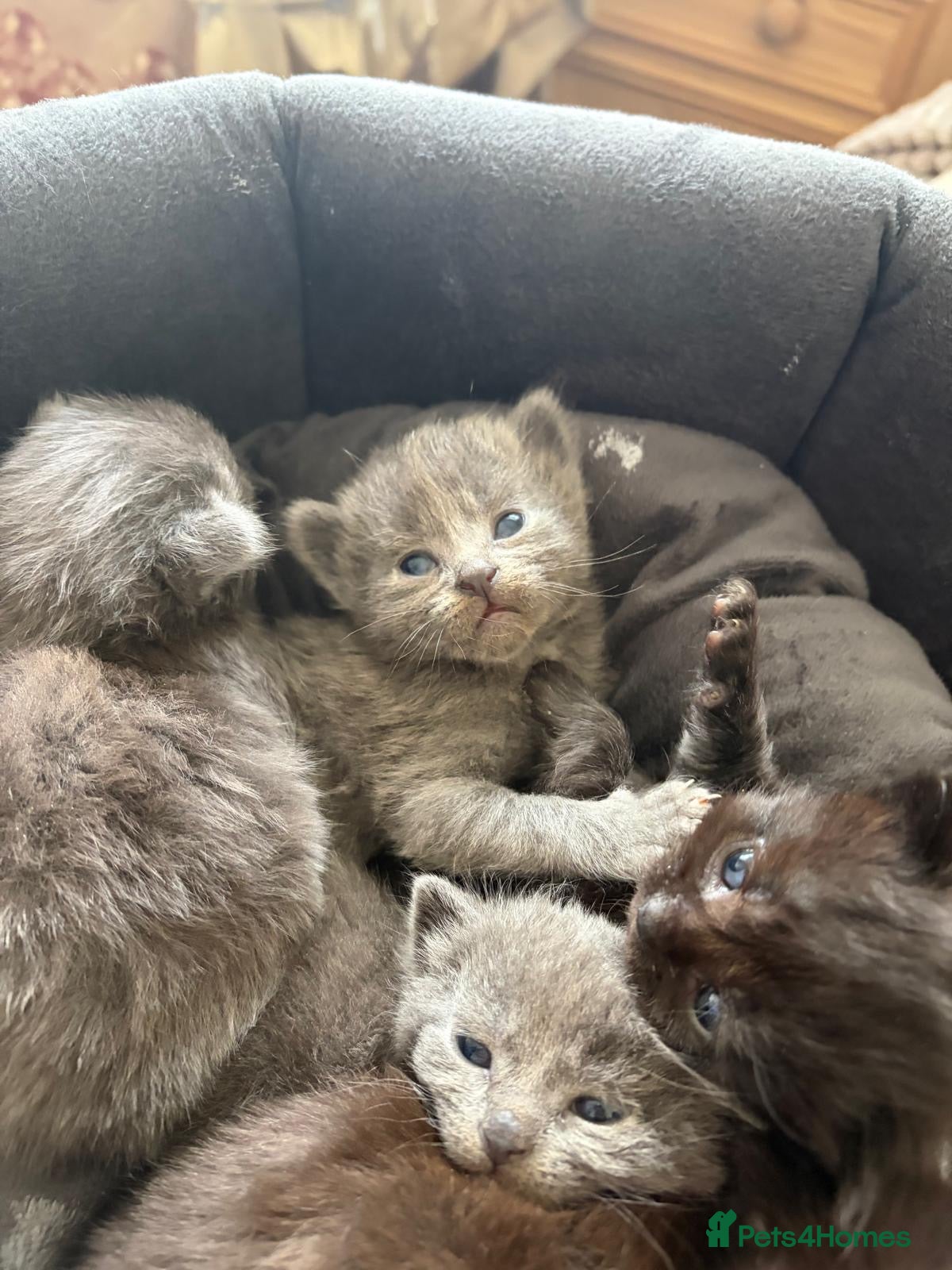 Maine Coon cats Mainecoon cross kittens looking for a forever home - Advert 7