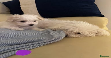 Maltese dogs - Advert 2