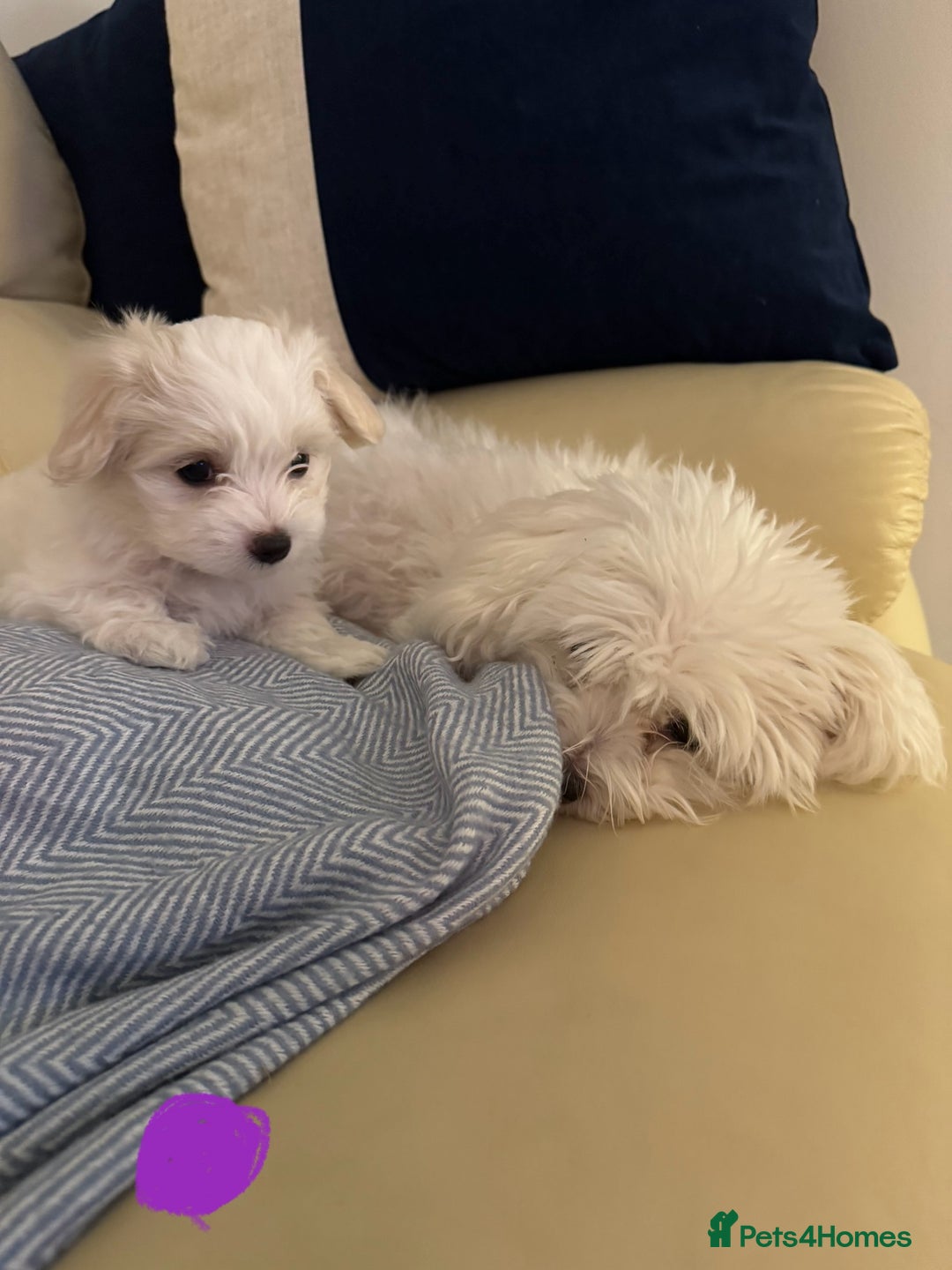 Maltese dogs for sale: 5 Generation KC registered Maltese - Image 4