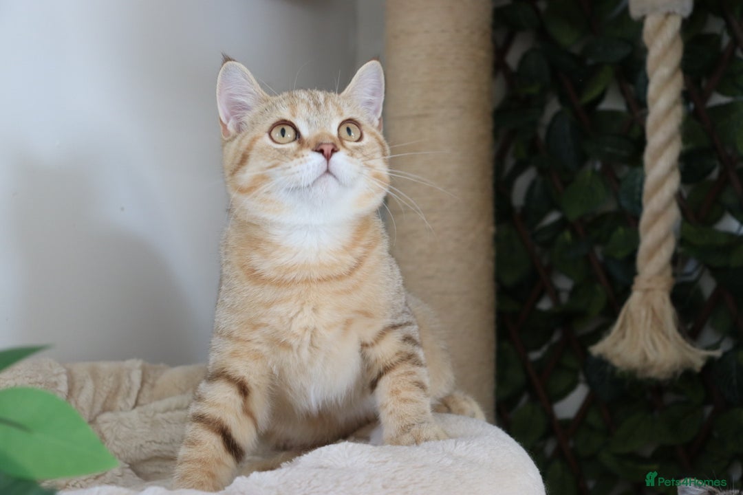 Scottish Fold cats for sale: Ready TICA reg stunning kittens available  - Image 7