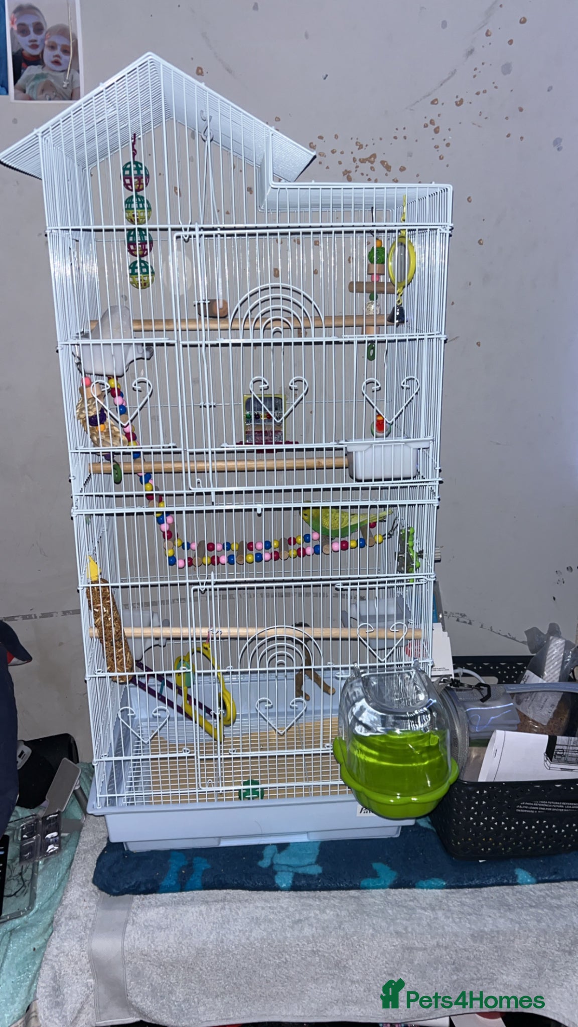 Budgerigars birds 2 Budgies for sale come with cage  - Advert 2