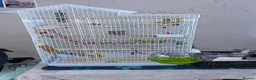 Budgerigars birds for sale: 2 Budgies for sale come with cage  in Halifax - Advert 1
