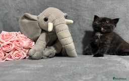 Mixed Breed cats for sale: Ragdoll mixed kittens Grey. Tabby. Speckled. Black - Advert 21