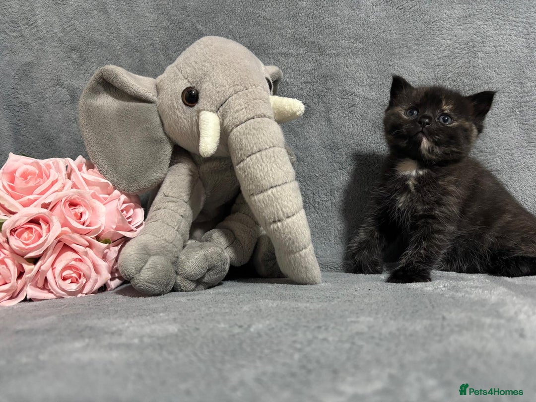 Mixed Breed cats for sale: Ragdoll mixed kittens Grey. Tabby. Speckled. Black - Advert 21