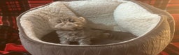 Persian cats for sale: 4 ADORABLE LITTLE CUTIE PIES, (READY 9TH JAN)  - Advert 27